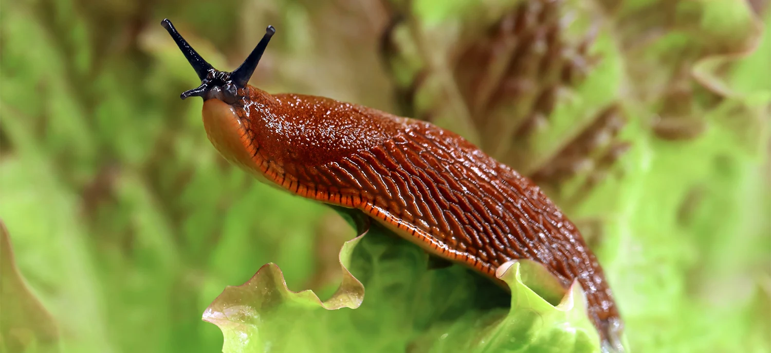 Jak skutecznie poradzić sobie ze ślimakami?